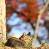 青空・紅葉・猫