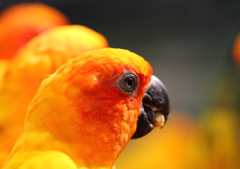 コガネメキシコインコ