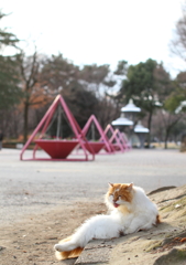 もふもふ君の日向ぼっこ