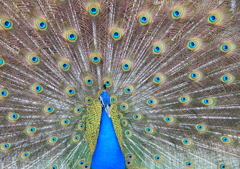 神戸花鳥園・クジャク