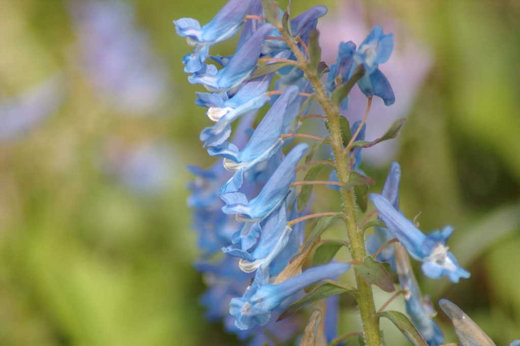 エゾエンゴサク