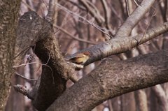 ウソの幼鳥？