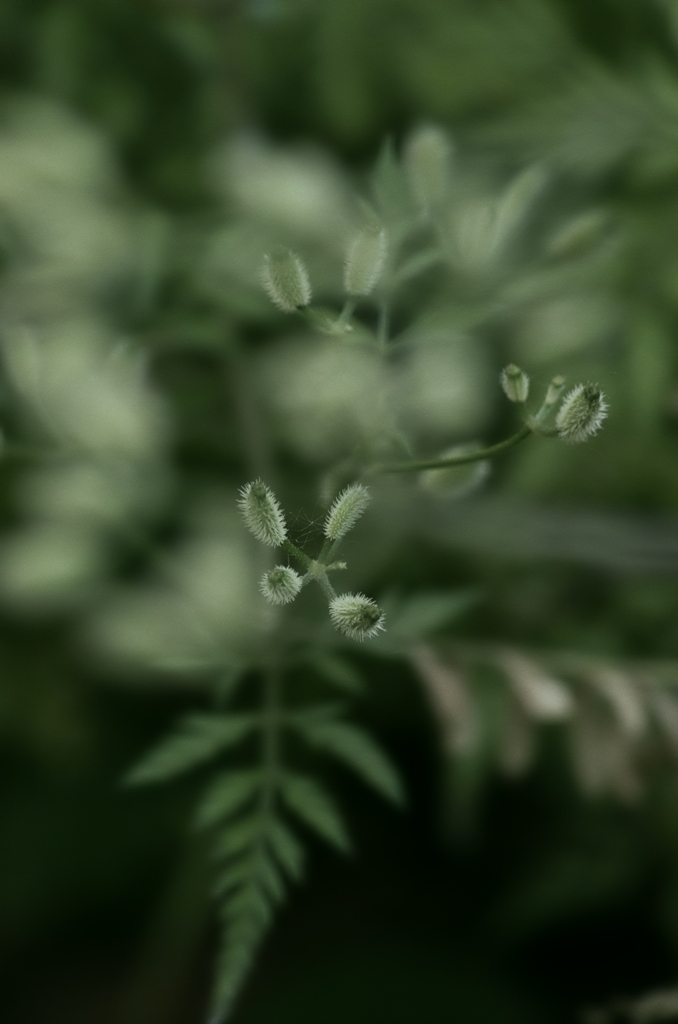 微粒子