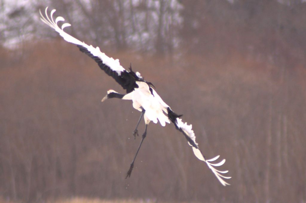 Landing