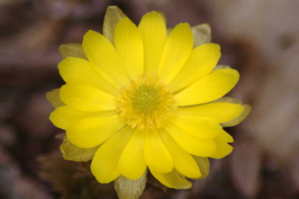 キタミフクジュソウ