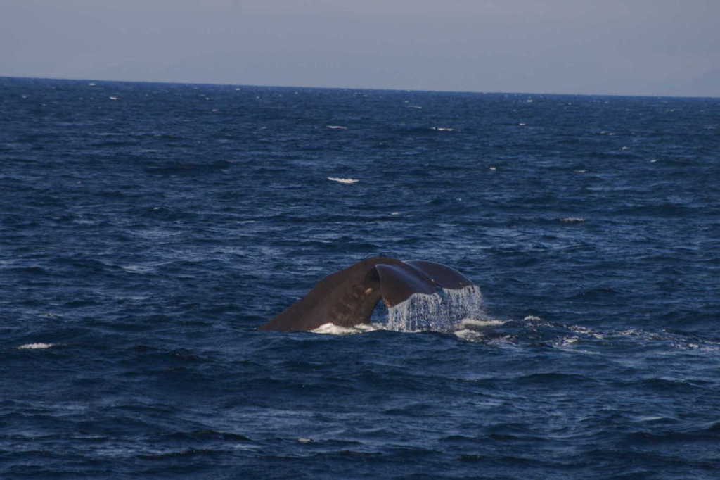 マッコウクジラ