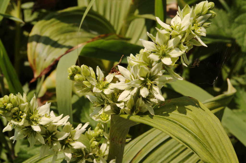 IMGP0343
