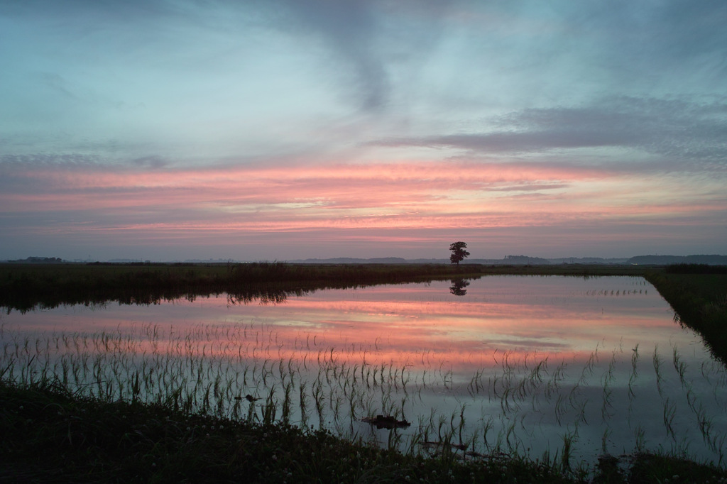 水田の夕焼け