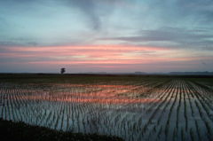 水田からの夕焼け