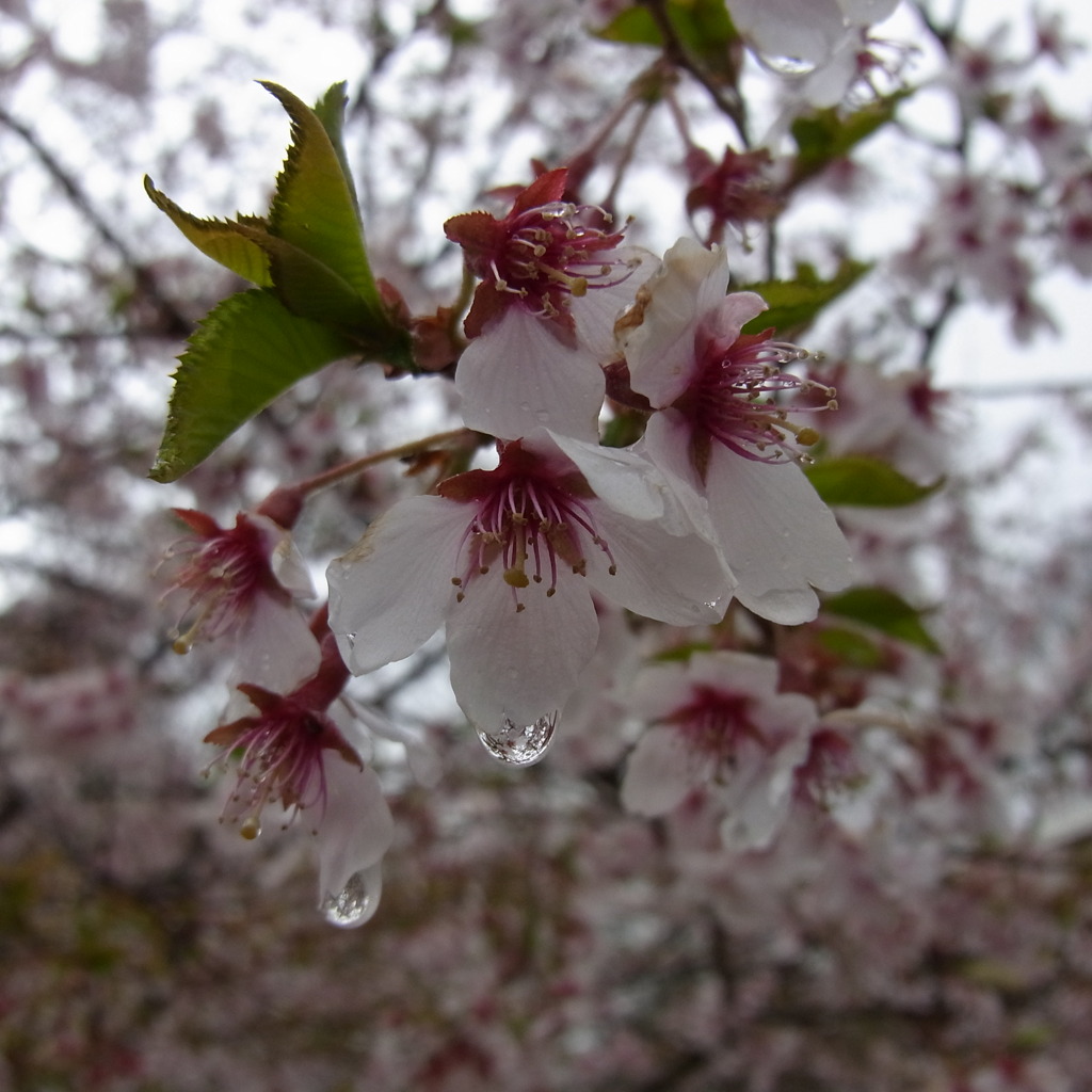季節外れですが。