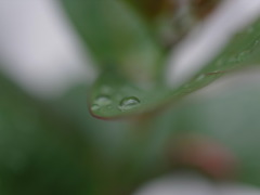 雨粒