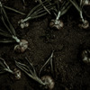 DO ONIONS DREAM OF ELECTRIC CARROT?