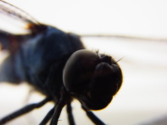 シオカラアップ2