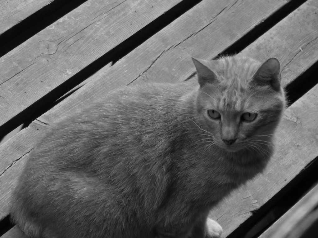 凛々しくもあり