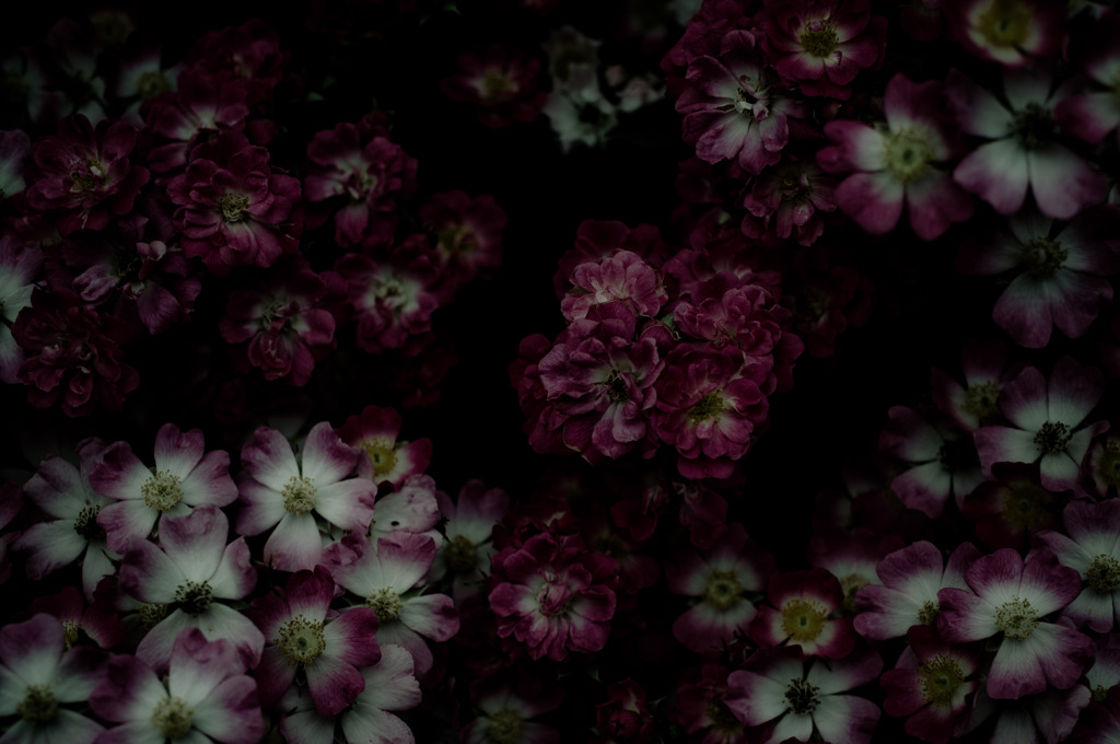 Flowers Laugh