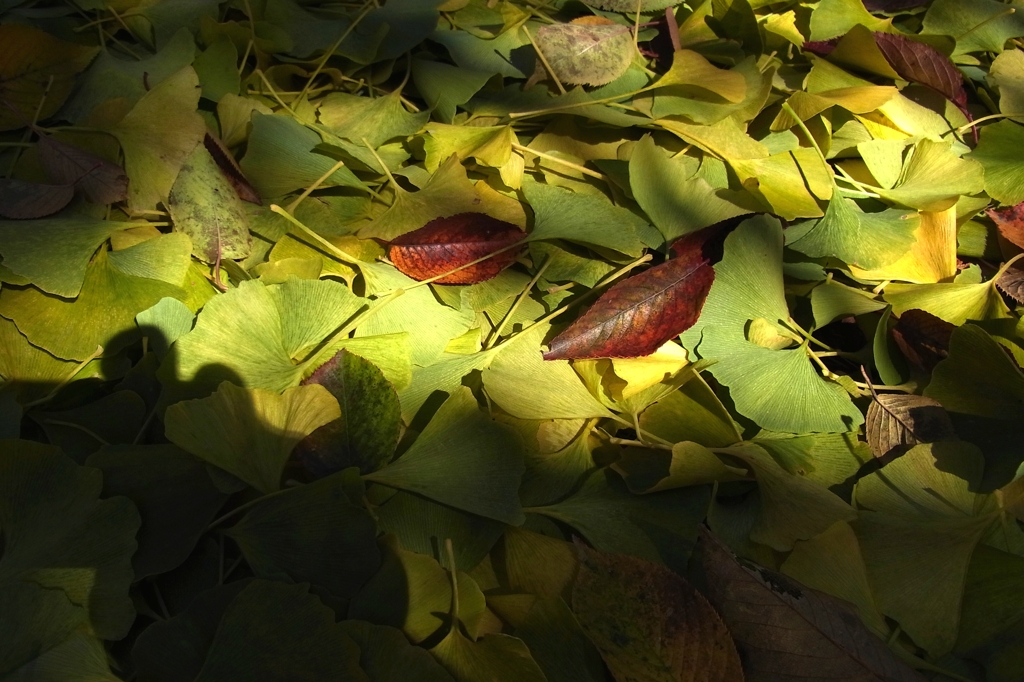 黄葉待たずして