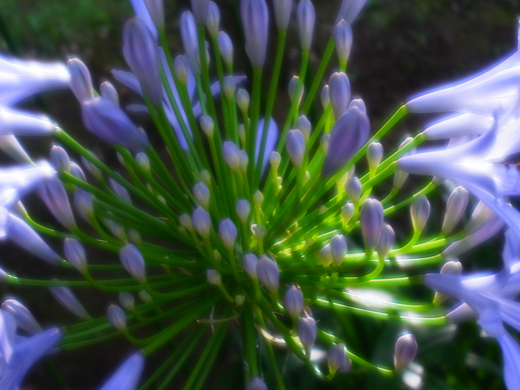 アガパンサスの蕾