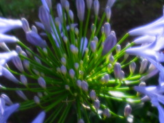 アガパンサスの蕾