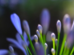 アガパンサスの蕾2