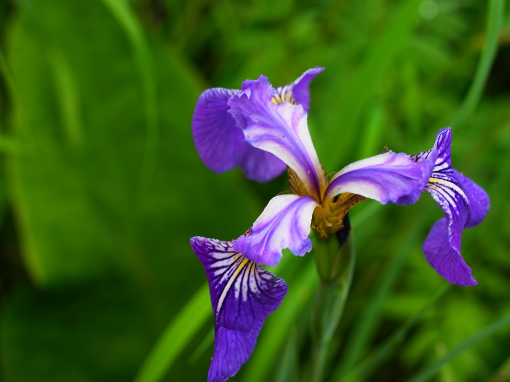 菖蒲