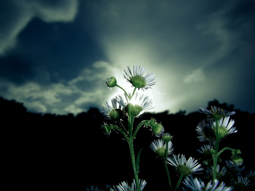 Annual fleabane