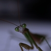 Tenodera aridifolia_02