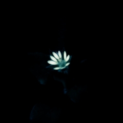 ・