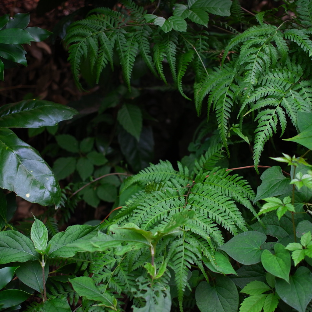 ミニジャングル