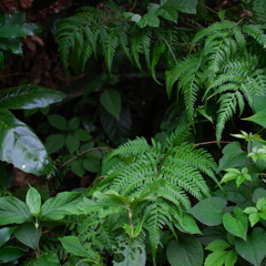 ミニジャングル