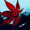 紅いやぁつ