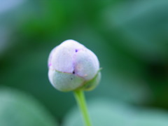 玉紫陽花の蕾