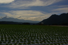 スケールのでかい