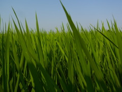 たんぼの中から