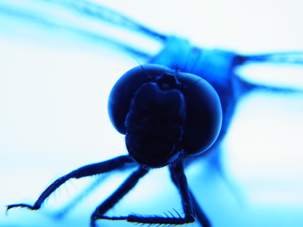 シオカラアップ3