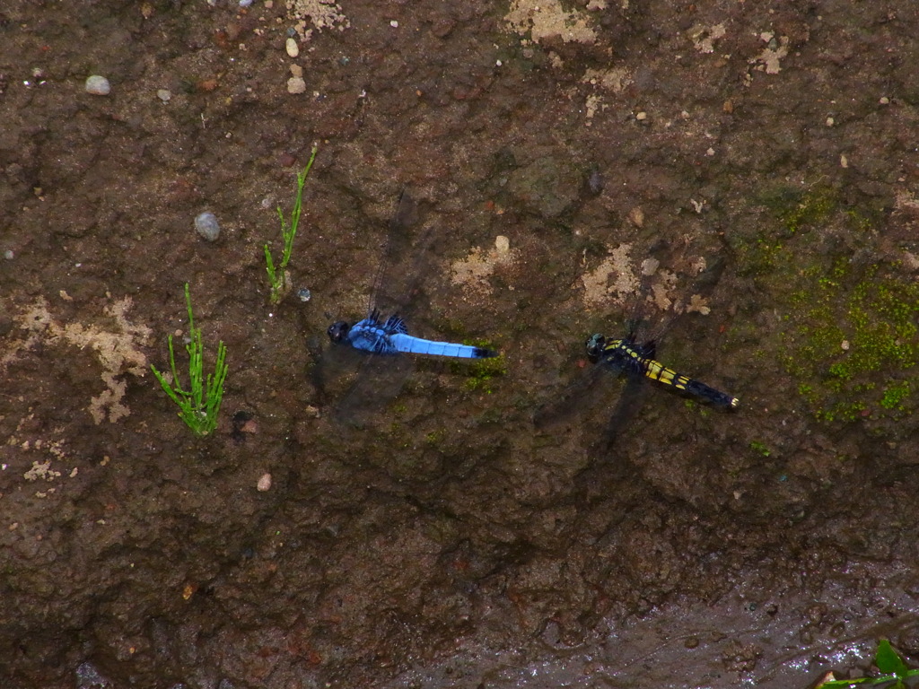 シオカラ夫婦ホバリング