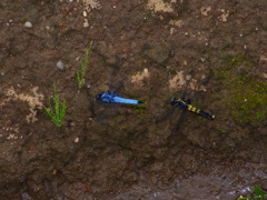 シオカラ夫婦ホバリング