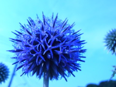 瑠璃玉アザミ2