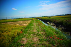 道を彩る秋の風情