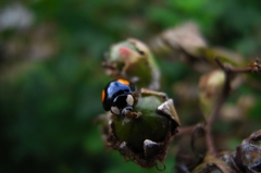 Harmonia axyridis