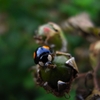 Harmonia axyridis