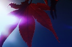 Autumnal tints