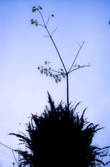 共