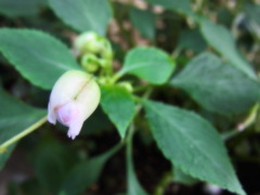 ソフトフォーカスモード試し撮り