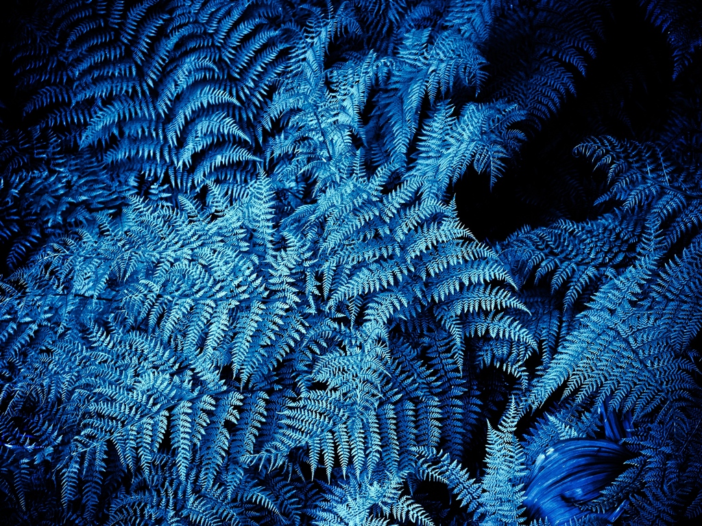 Frozen　Pteridophyta