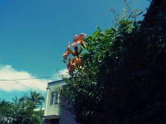 クロスプロセスモード試し撮り