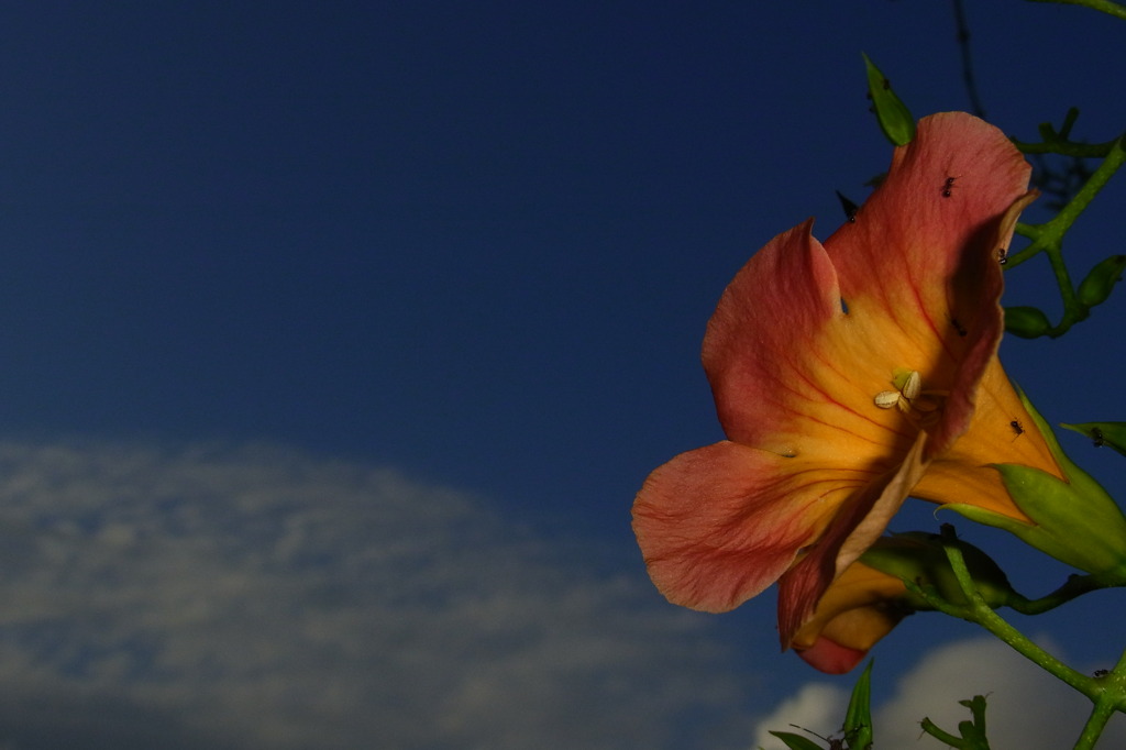 ノウゼンカズラ2