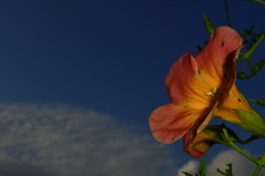 ノウゼンカズラ2