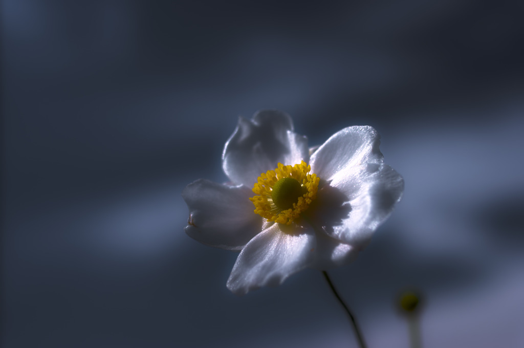 Japanese anemone