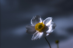 Japanese anemone
