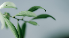 高等植物の光合成と蒸散の為の主要器官